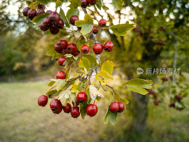 常见的山楂果实