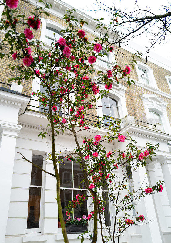 茶花盛开在外面的伦敦联排别墅正面
