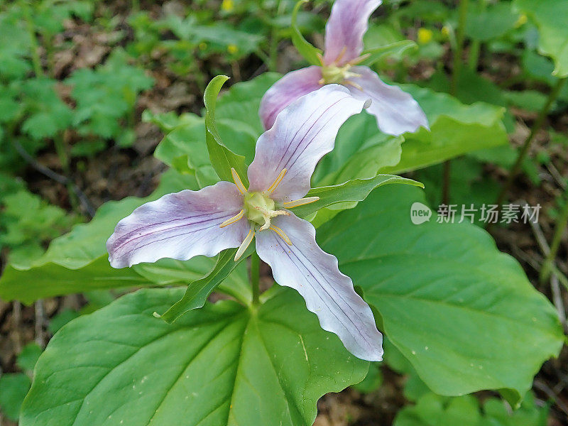 落基山鸢尾花