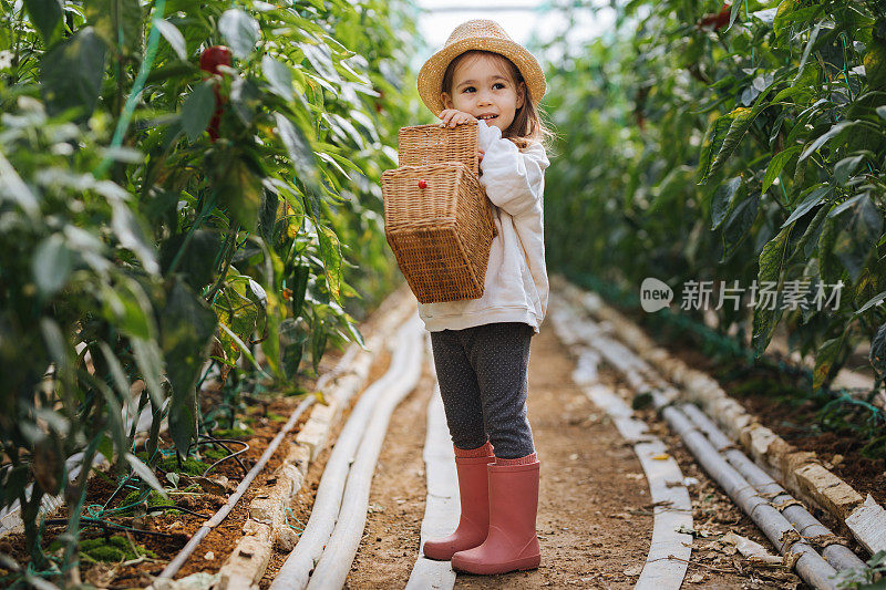 小女孩在温室里收集辣椒