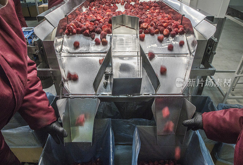 速冻树莓加工业务