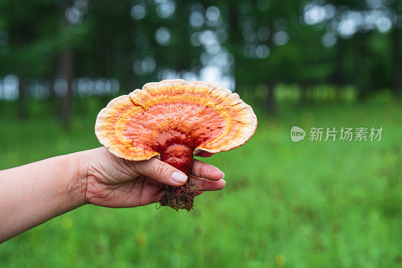 新鲜采摘的药用灵芝