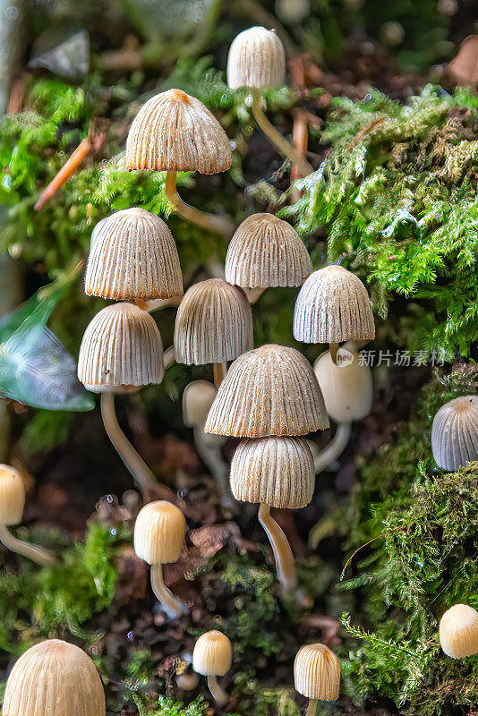 鸡腿草科的树真菌也被称为鸡腿草或其植物学名称鸡腿草科。一种不寻常的真菌，长在树的根部，通常有毒。