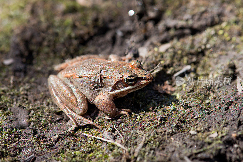 树蛙的自然栖息地，四月初在安大略省，加拿大