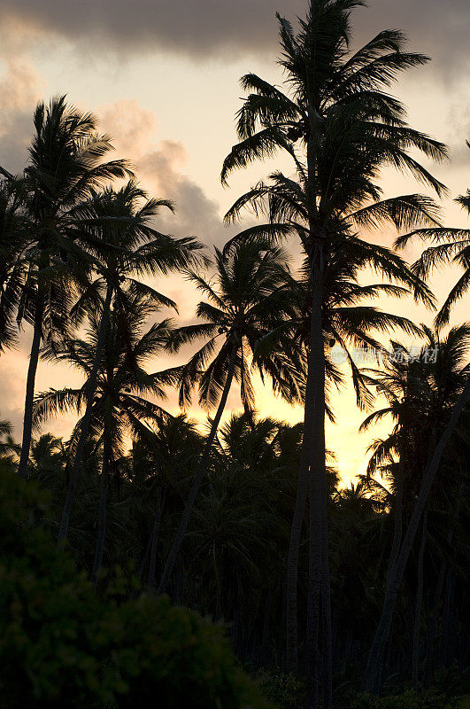 巴西阿拉格斯州库利培的杰奎亚海滩上的日落。
