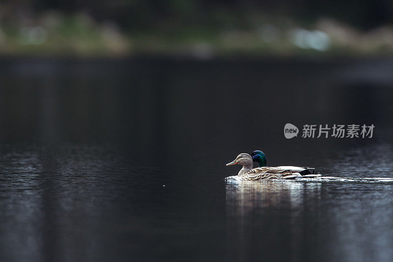 野鸭滑过平静的水面