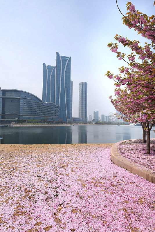 中国山东省日照市，花儿在春雨中绽放