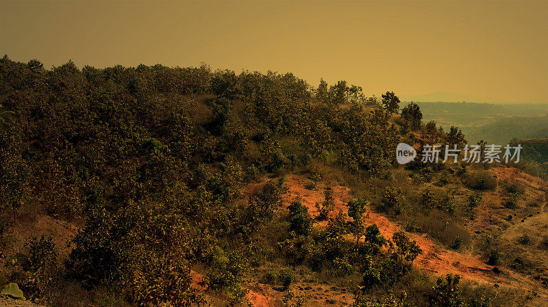 印度中央邦的森林