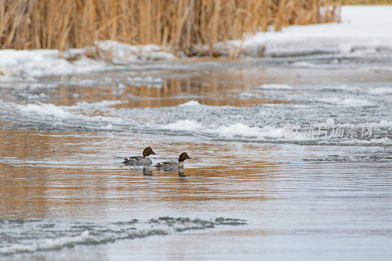 两只金眼鸭漂浮在冰冷的小溪上