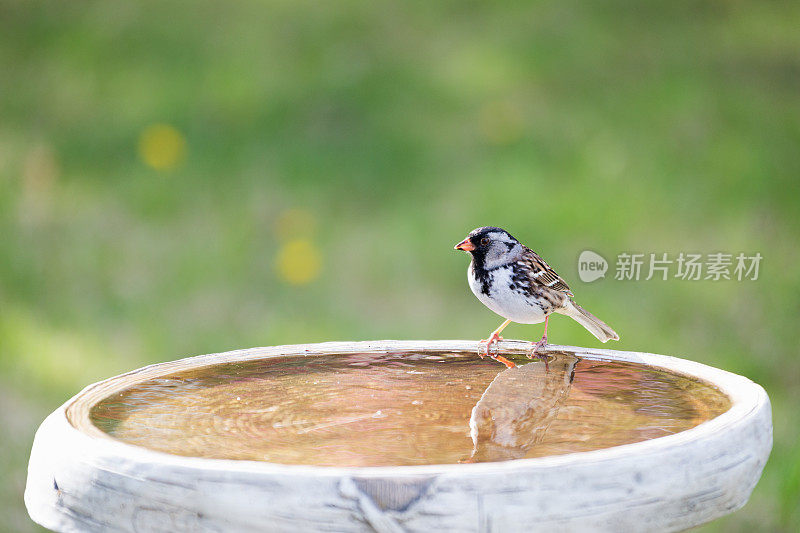 哈里斯的麻雀