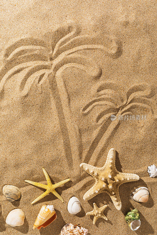 阳光明媚的一天，沙滩上画着棕榈树和各种贝壳，背景是夏天