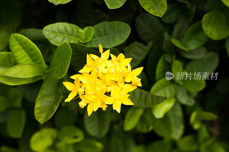 泰国的黄色茜草科花