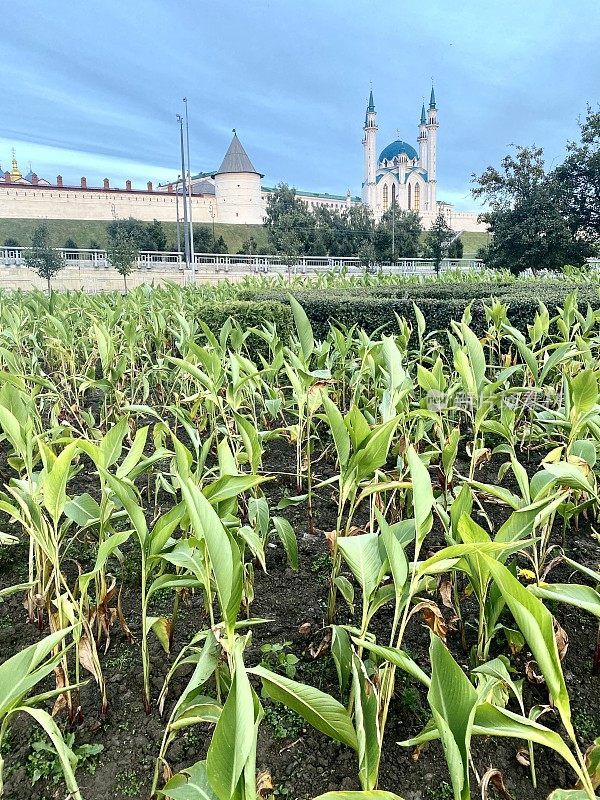 俄罗斯鞑靼斯坦喀山克里姆林宫