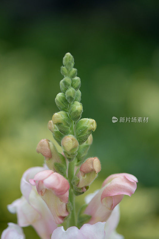 毛地黄属植物