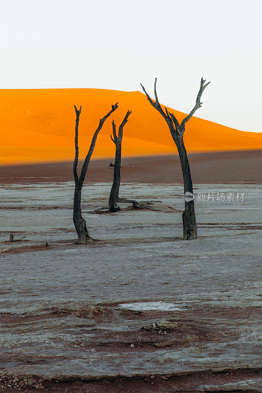 纳米比亚日出时，干涸的Deadvlei湖树谷的壮观景象