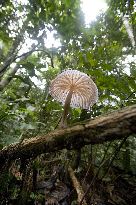 厄瓜多尔东南部东南方地区帕斯塔萨河附近的雨林中的真菌