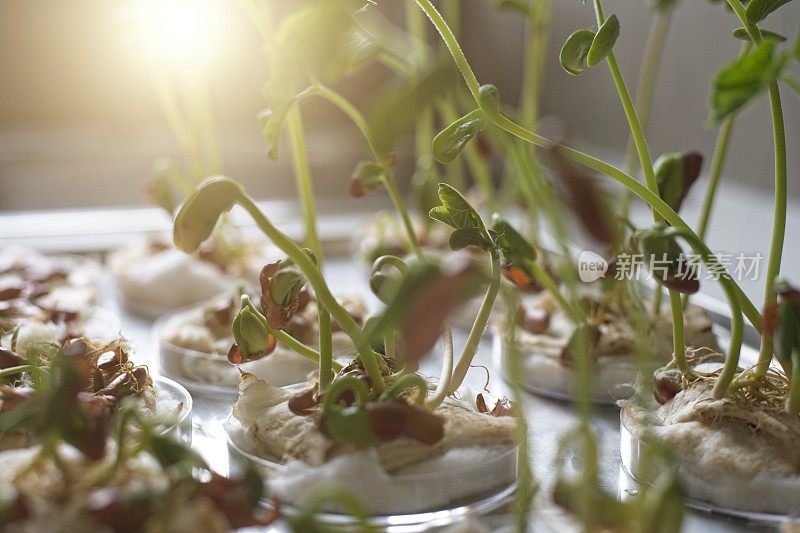 豆科植物的幼苗生长在向阳窗台上