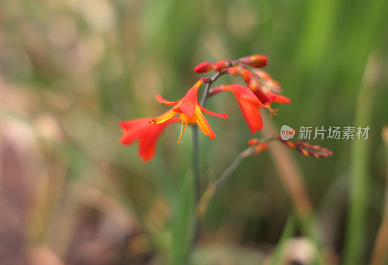 蒙布雷西亚的夏天在加拿大