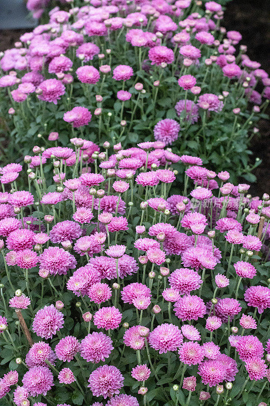 英国伦敦的菊花“芭芭拉”