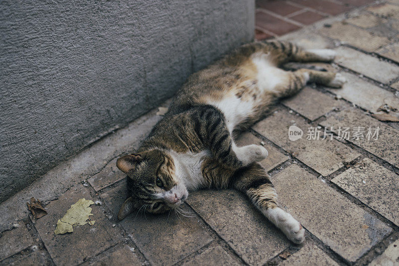 流浪猫躺在地上
