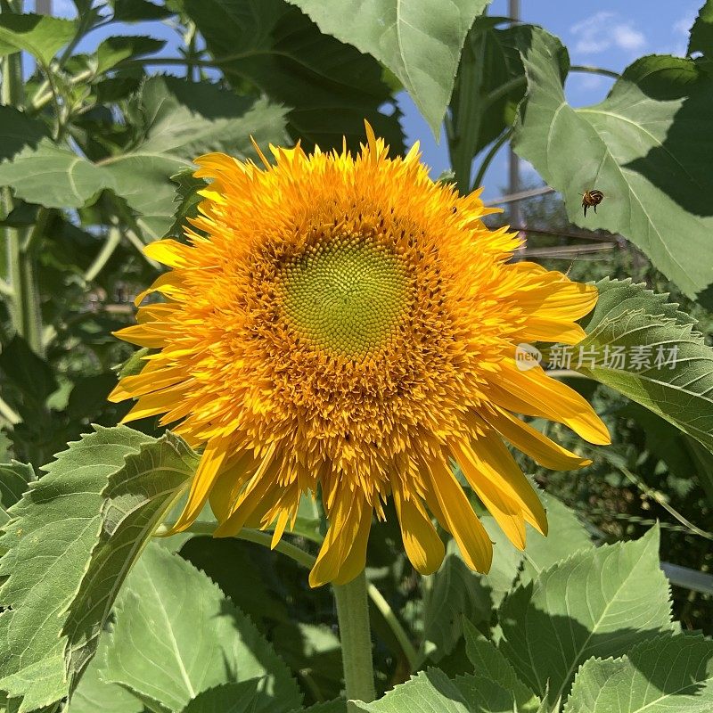 泰迪熊向日葵和飞蜜蜂