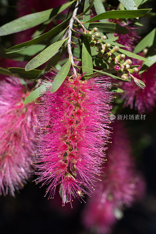澳大利亚本土粉红瓶刷花