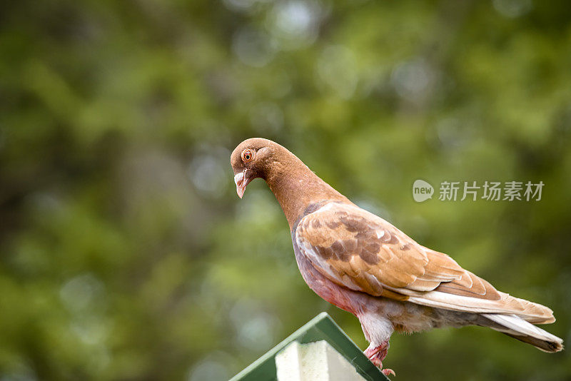 国内的鸽子