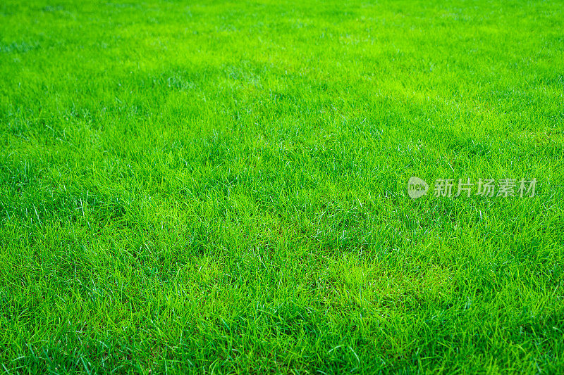 照片上绿草如茵的草地