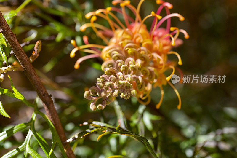 特写美丽的班克西亚花，微距摄影，背景复制空间