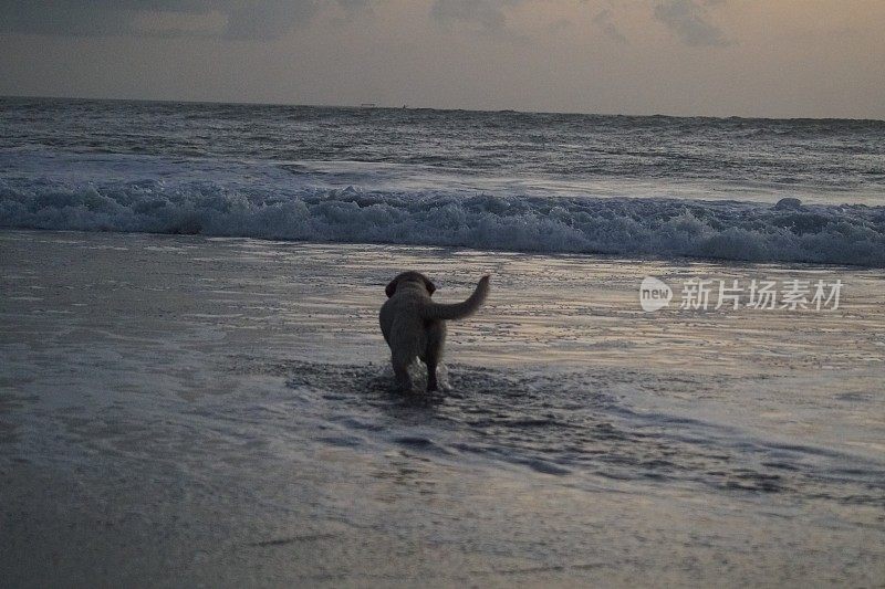 日落时狗在海滩上玩耍