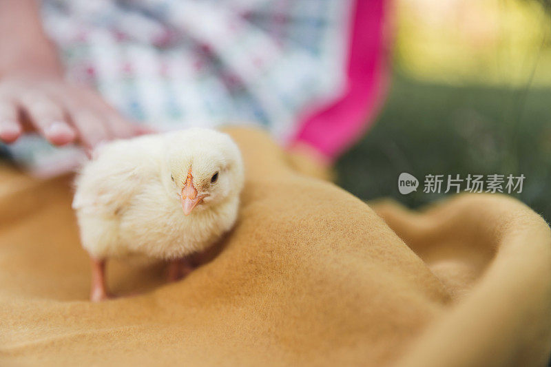 小孩抱着毛茸茸的黄色小鸡，特写镜头