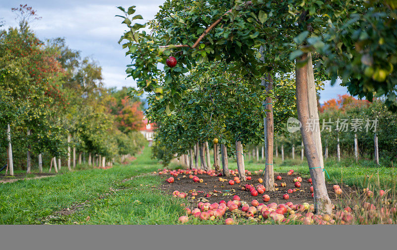 红苹果树和苹果采摘在秋天的果园，加拿大魁北克