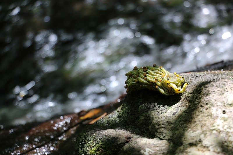 锯蝇幼虫聚集在小溪附近的岩石上