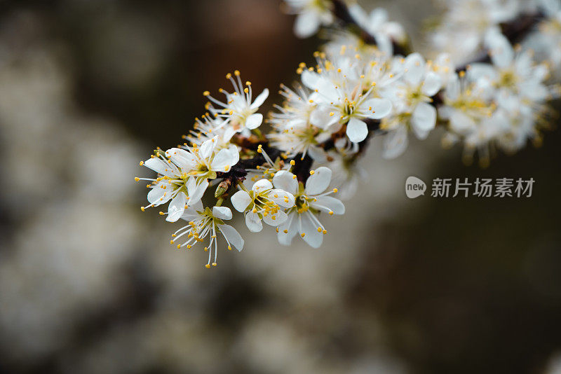 黑刺李白春花盛开