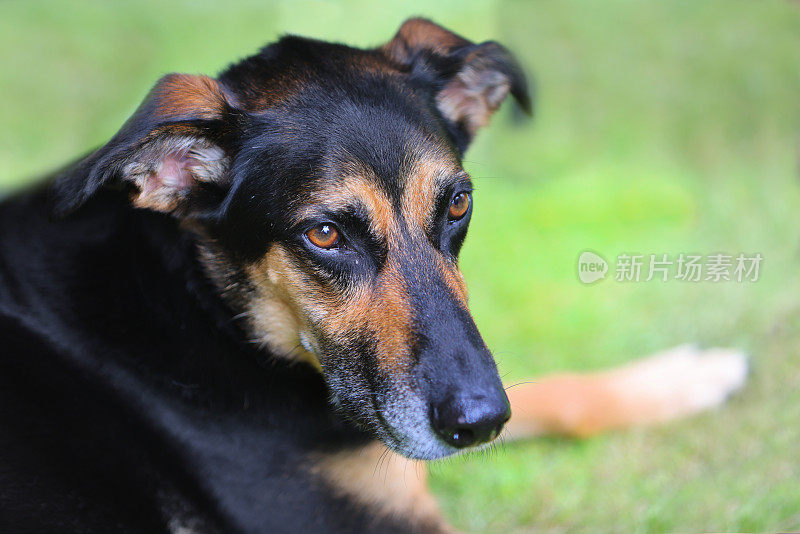 各种姿势的满足的老悲伤的德国牧羊犬交叉