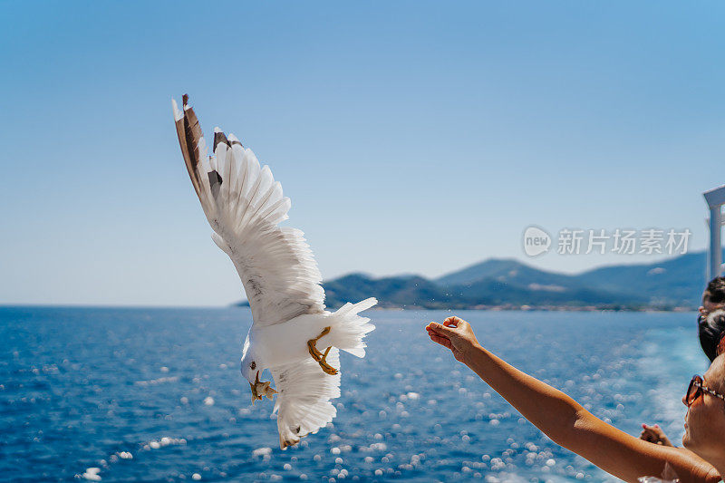 年轻女子在渡船上喂海鸥