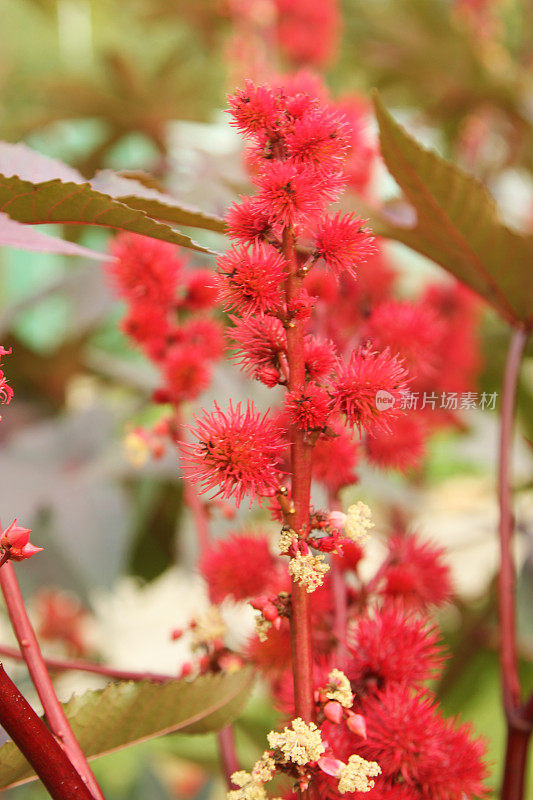 蓖麻是一种长有红色多刺果实和大叶子的植物(蓖麻)。