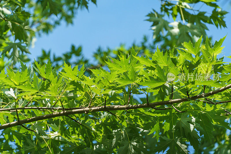 枫叶槭糖精，绿叶衬托着蓝天。阳光明媚的春日里，糖槭叶上明亮的叶子。任何设计的自然概念。软选择聚焦。放置文本