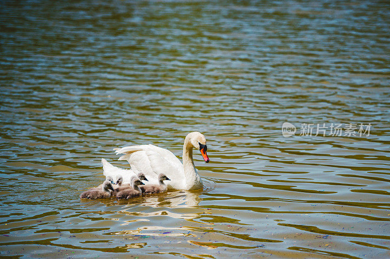 静静的天鹅在湖上、河上游泳。一只雪白的鸟长着长长的脖子，组成了一对恩爱的夫妇和充满爱心的一家人