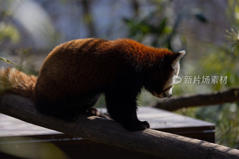 小熊猫主要以竹子和其他植物为食。像真正的拇指一样工作的腕骨延伸形成了第六根手指。