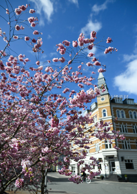 丹麦奥胡斯的樱花盛开