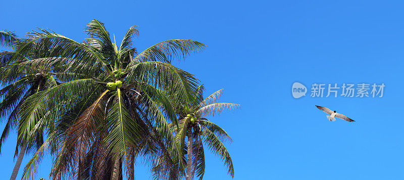 椰子树和飞翔的海鸥在晴朗的蓝天
