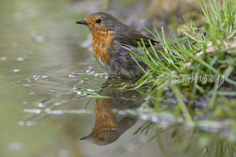 罗宾洗(红心rubecula)