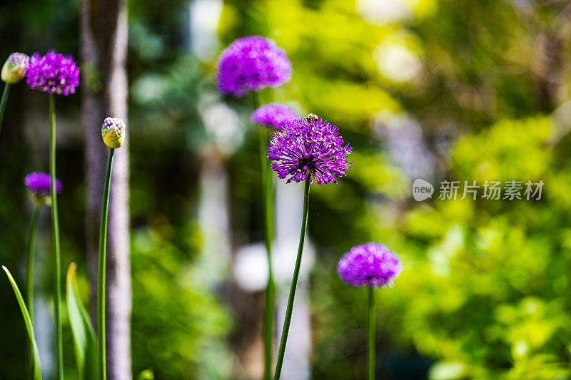 后院的紫色葱属植物