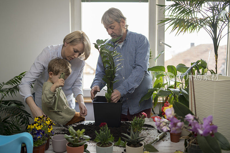 爷爷和孙子照顾植物。幸福的家庭的一天。