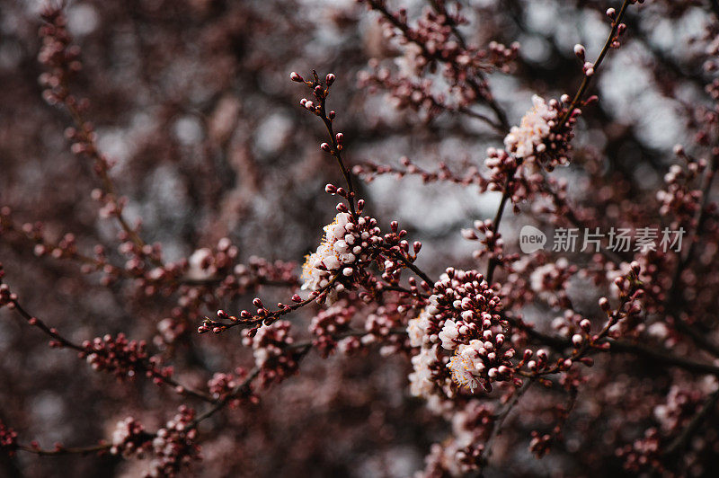 春天粉红色的花