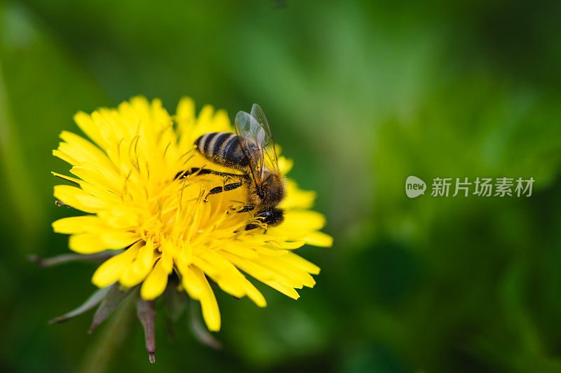 黄色的蒲公英花在绿色上