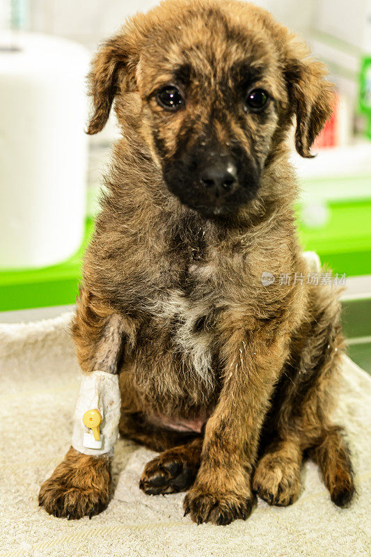 一张在兽医医院准备手术的狗狗的照片。