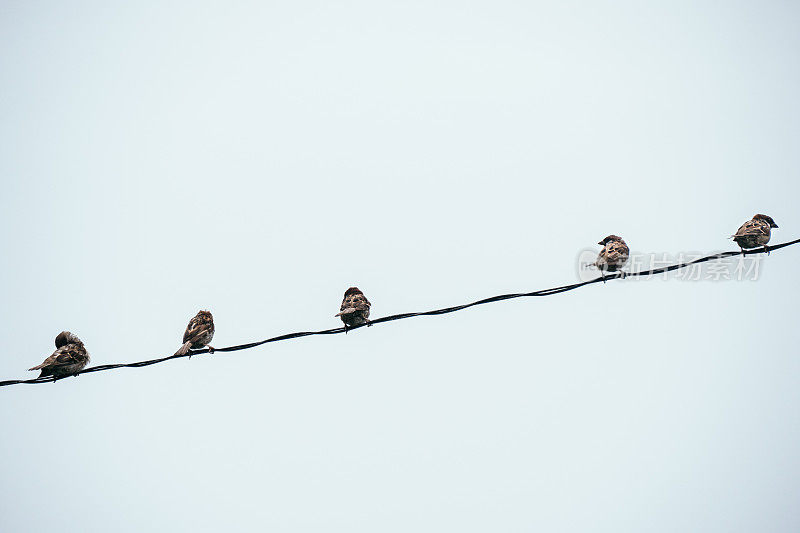 五只麻雀栖息在电线上的图片