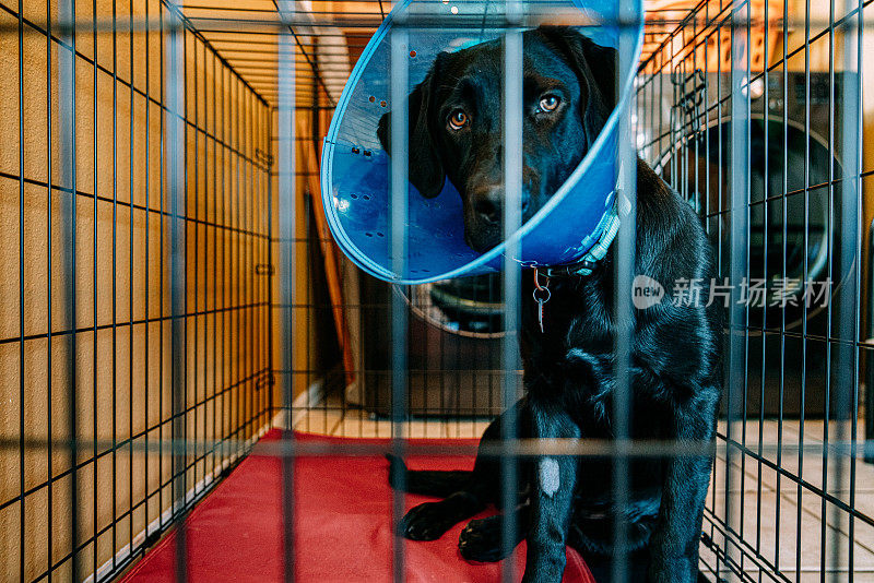 可爱的黑色拉布拉多6个月大的小狗腿上剃了毛，戴着一个蓝色的“羞耻锥”在铁笼中，从绝育或绝育手术中恢复